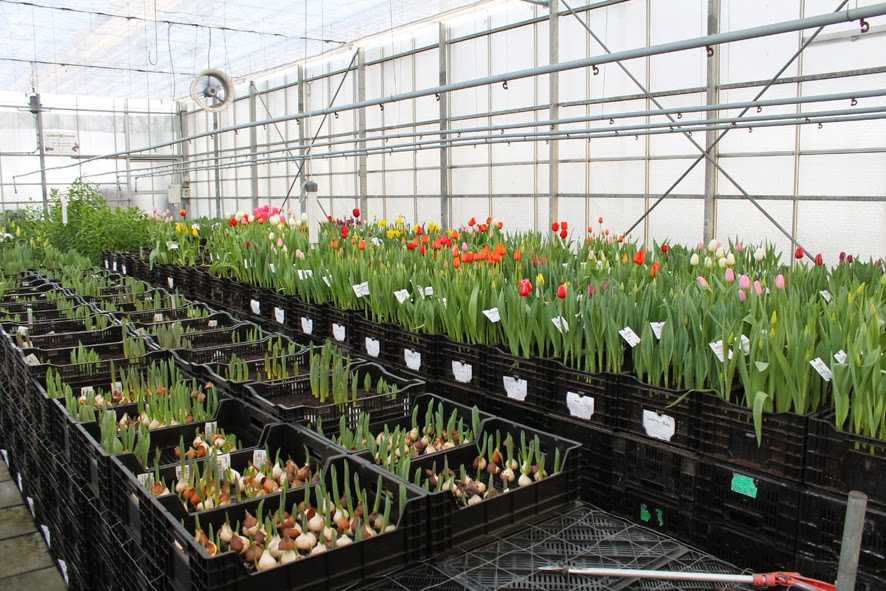 Выгонка тюльпанов дома и в теплице к 8 марта: пошаговая инструкция