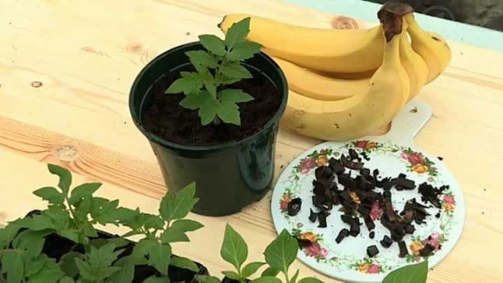 Банановая кожура в хозяйстве как натуральное эффективное удобрение