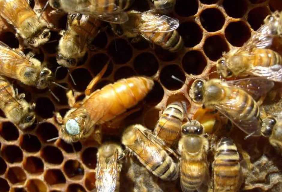 Основные преимущества и недостатки карпатской породы пчёл (карпатки):общая характеристика и особенности ухода.