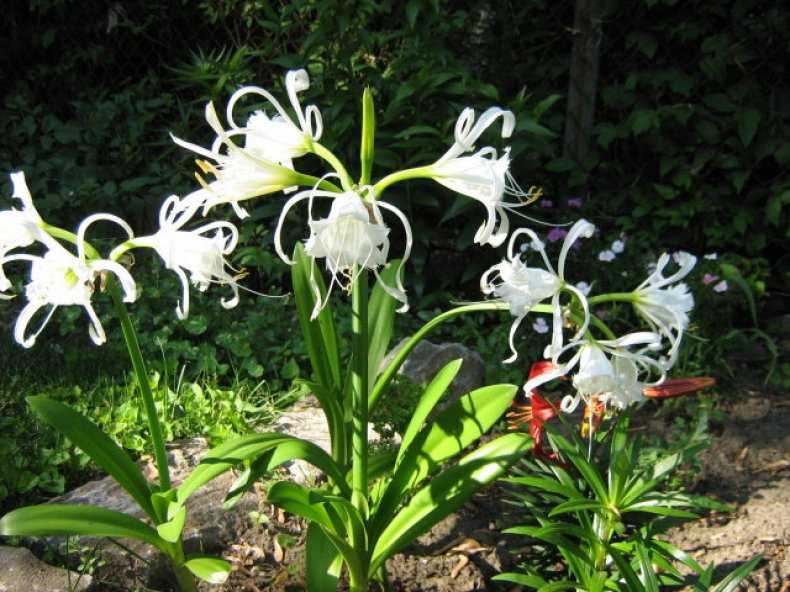 Исмена – растение с неземными, фантастическими цветками, источающими ванильный аромат Как посадить его на собственном участке и обеспечить правильный уход