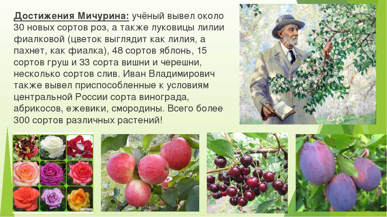 Описание вишне-черешневого гибрида ночка, характеристики и регионы выращивания дюка