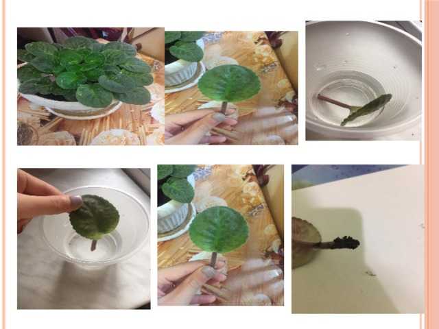 Размножение фиалок листом в домашних условиях: как правильно посадить делением фрагмента листочка, как растить в воде и в грунте, какие сроки пересадки в домашних условиях, фото и видео от специалисто