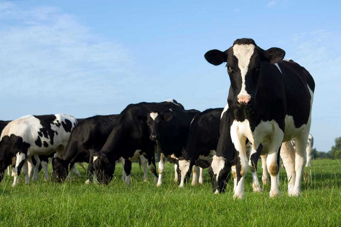 Коровье молозиво: польза и вред для человека, как приготовить