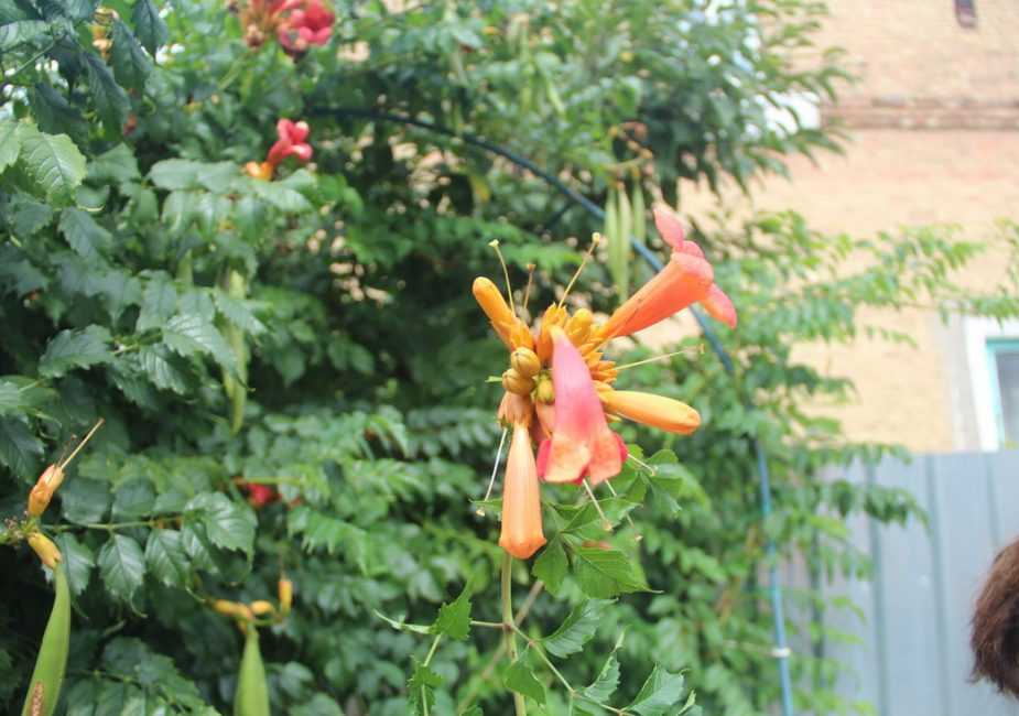 Цветок кампсис: посадка и уход в открытом грунте, фото