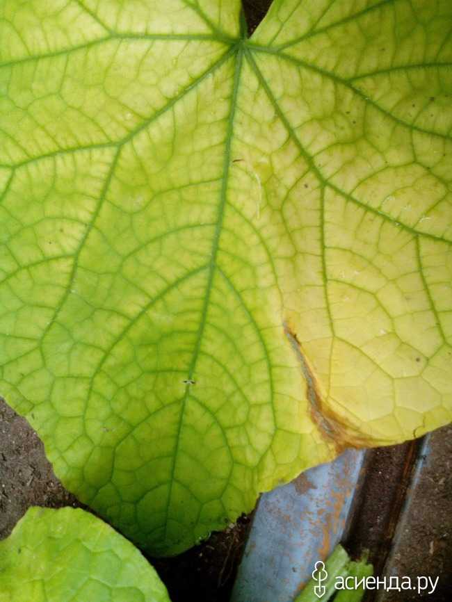 Почему желтеют листья огурцов: причины, что делать, чем подкормить и обработать