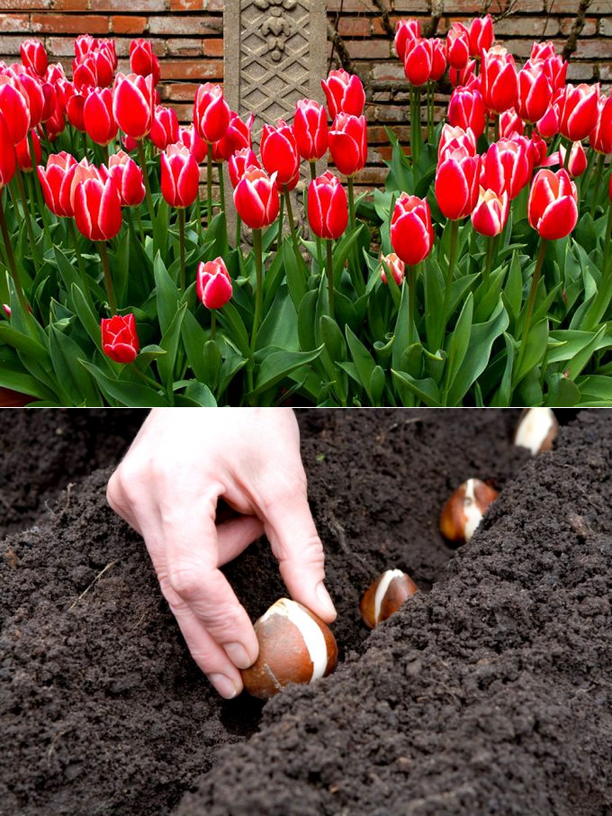 Тюльпаны. выращивание и уход тюльпанов. посадка и подкормка весной. выгонка тюльпанов