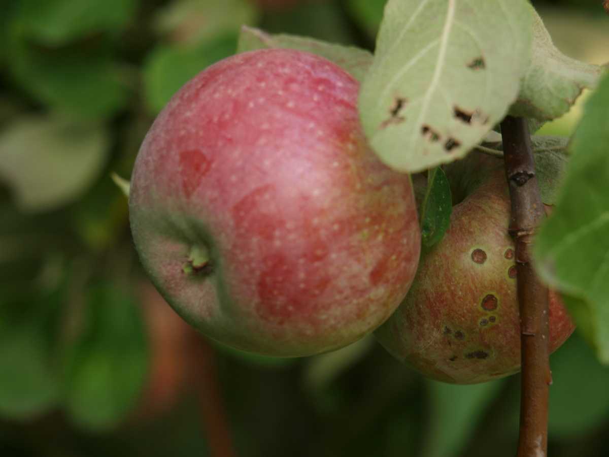 Зимние сорта яблок убирают