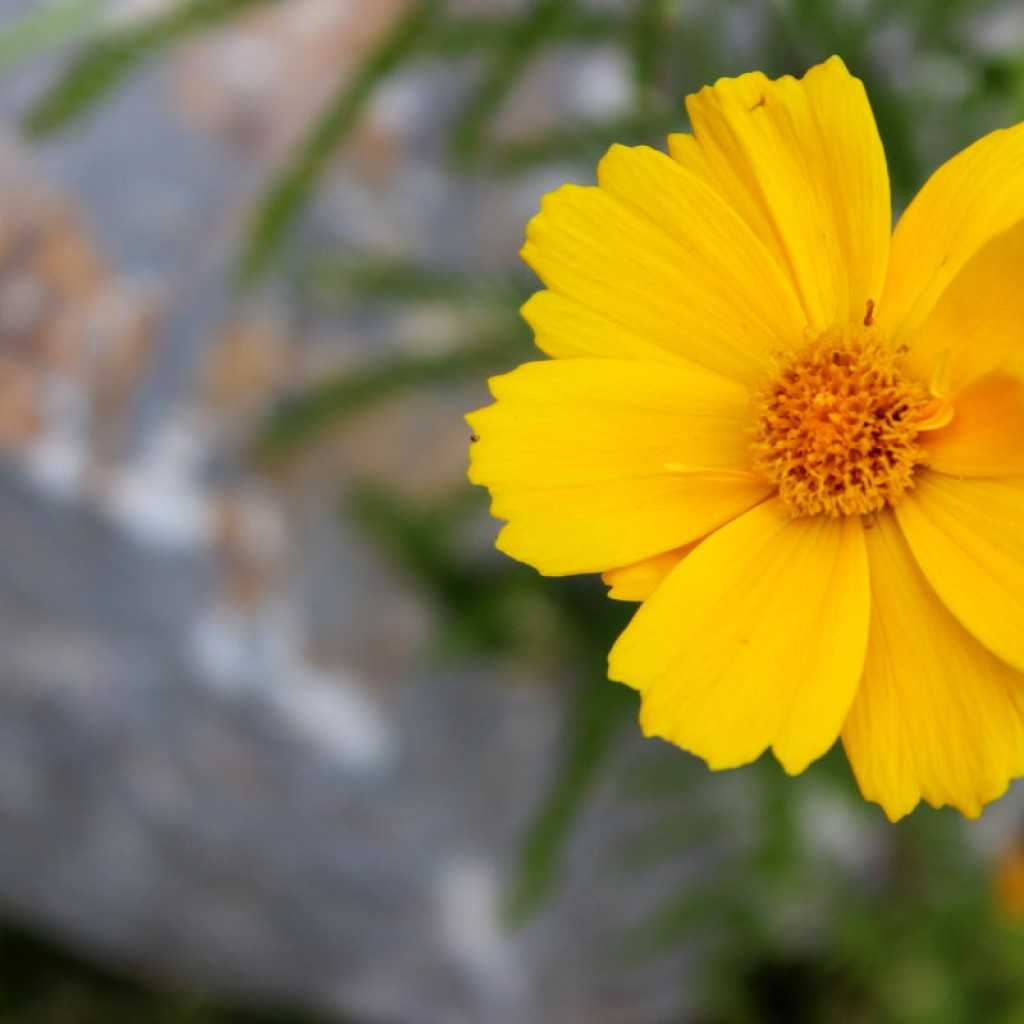 Желтые садовые цветы: многолетние и однолетние, названия и фото лучших экземпляров для украшения клумбы