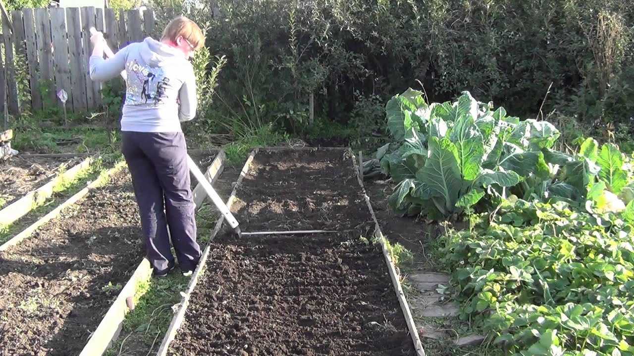 Сидераты для огорода осенью: когда сеять и закапывать