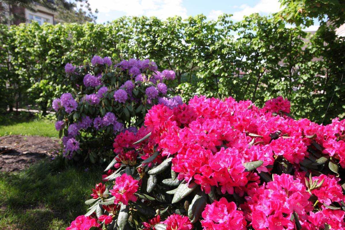 Многие дачники уверены, что выращивание такого цветка как азалия возможно только на подоконнике Но японские виды неплохо растут на приусадебных участках