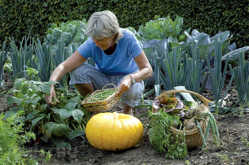 Когда убирать урожай с огорода: картофель, морковь, свеклу и чеснок