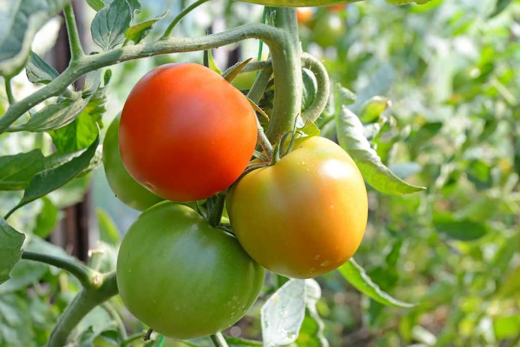 Почему помидоры жируют, дают много пустоцветов, опадают завязи: разбираем проблемы с урожаем