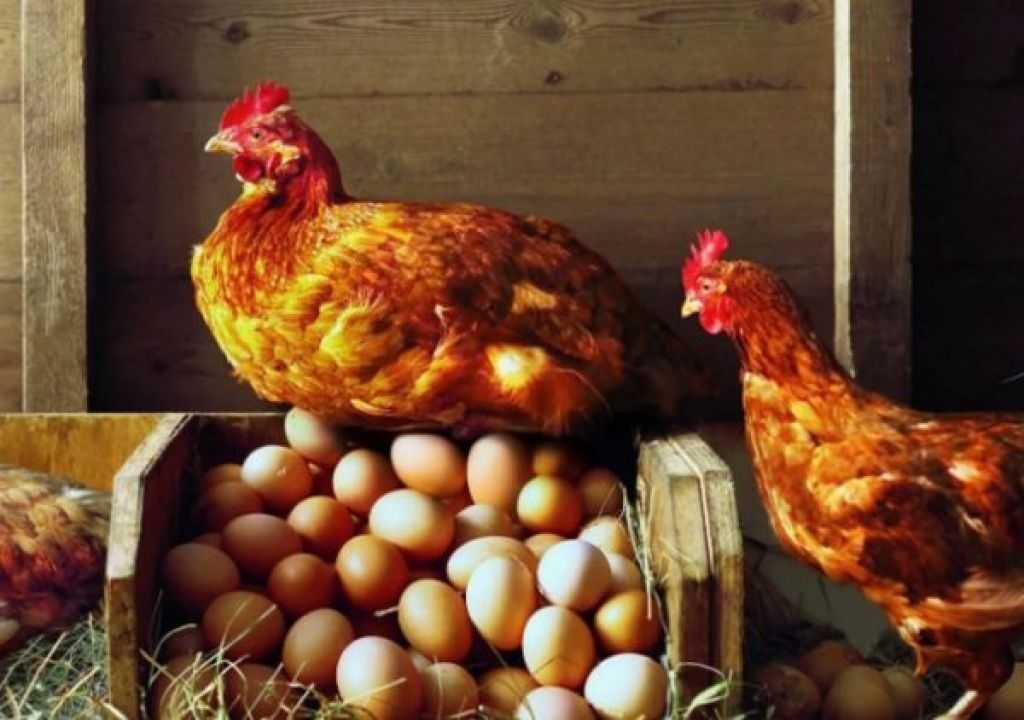 Если курица ест свои яйца что делать народные средства