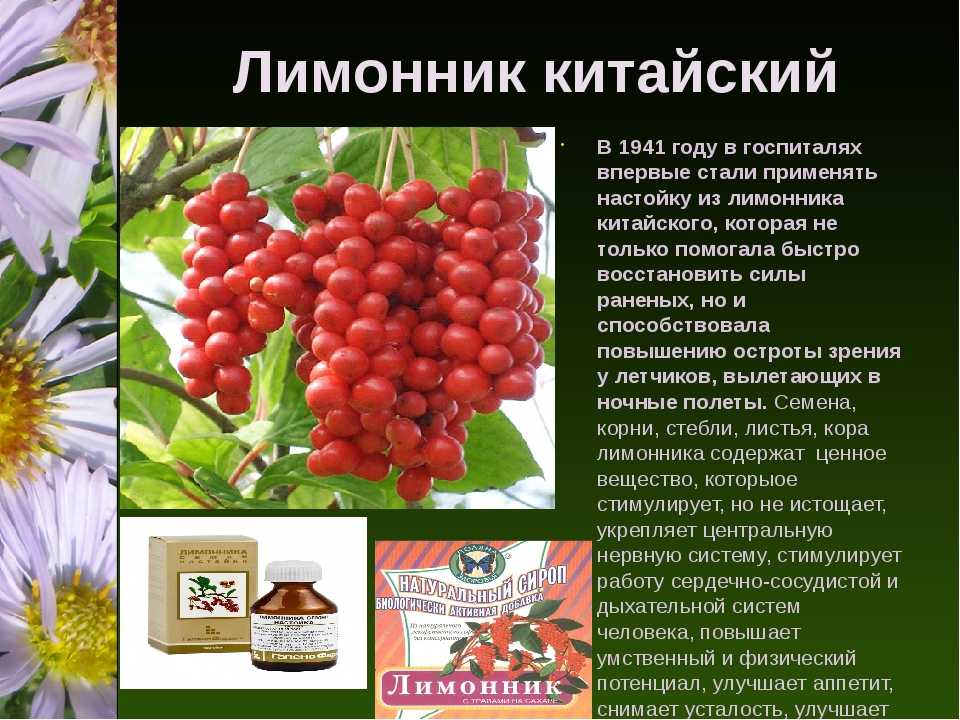 Настойка лимонника китайского на семенах и плодах: инструкция и показания по применению, приготовлению | народная медицина