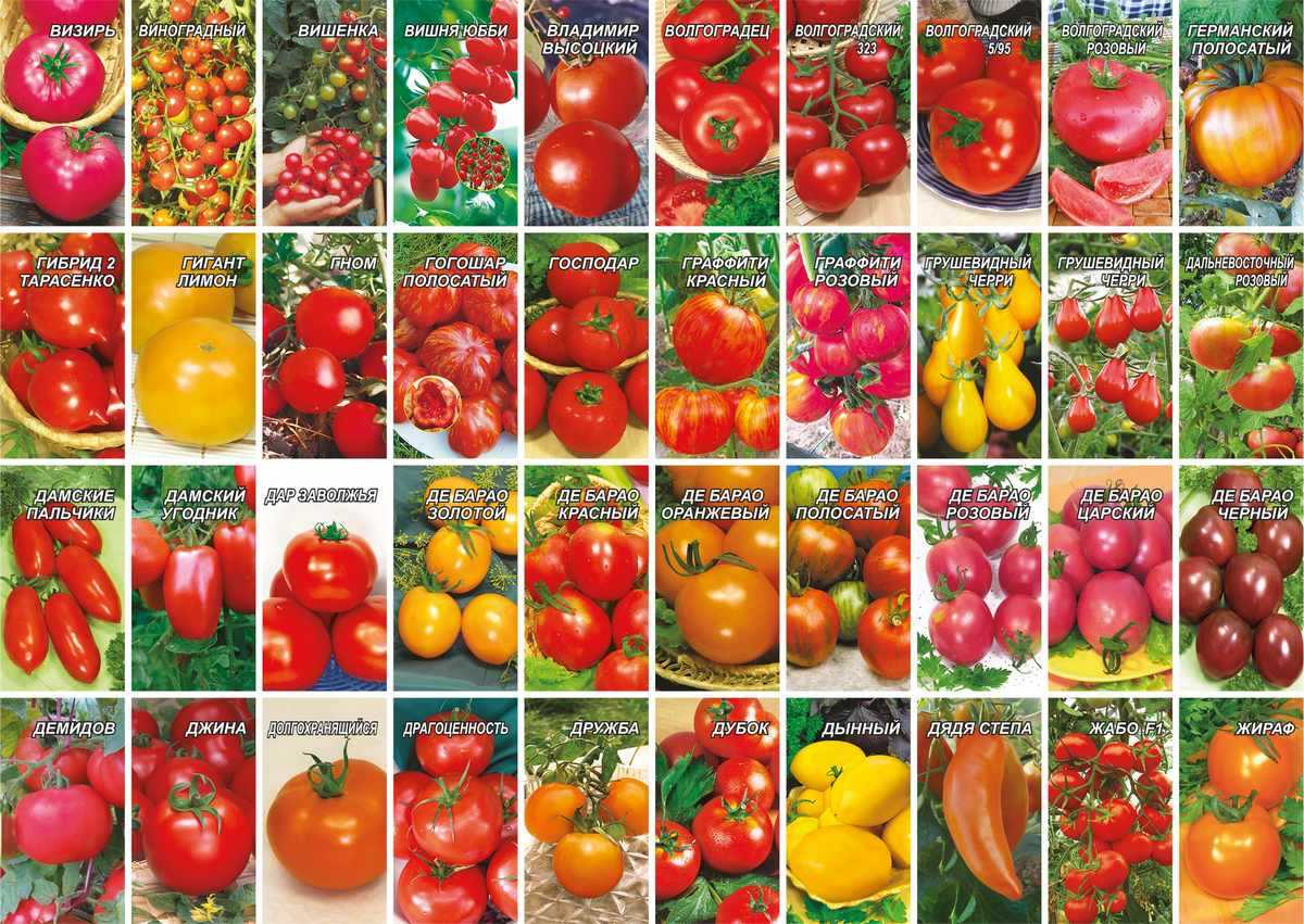 Лучшие сорта томатов для беларуси урожайные для теплиц и открытого грунта