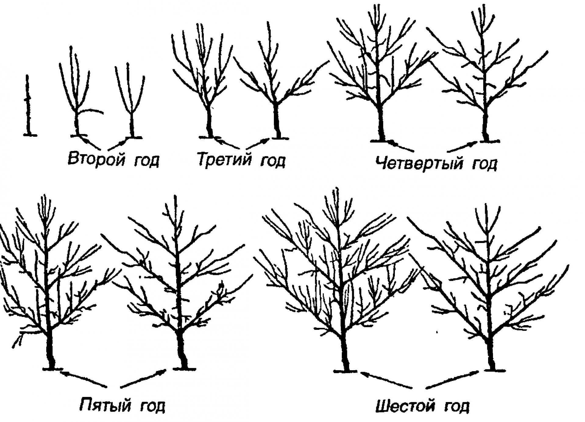 Обрезка яблонь весной: схемы для молодых и старых деревьев, советы для начинающих