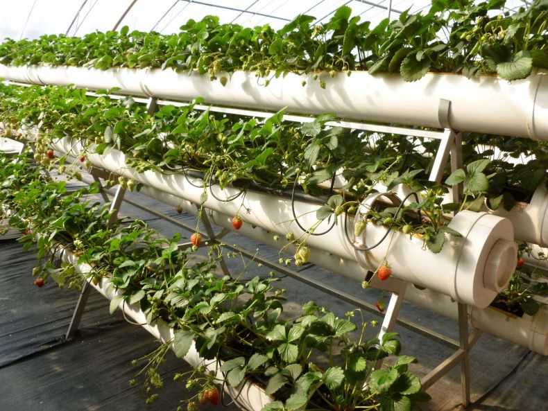 Выращивание клубники в теплице по голландской технологии круглый год > видео + фото инструкции