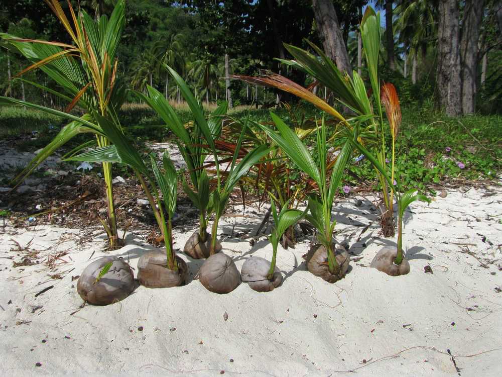 ✅ как вырастить кокос. как вырастить кокосовую пальму - живой-сад.рф