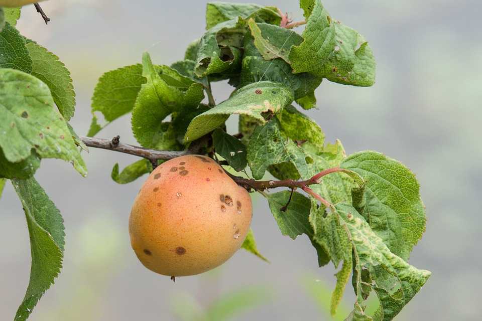 Почему абрикос не плодоносит и что с этим делать