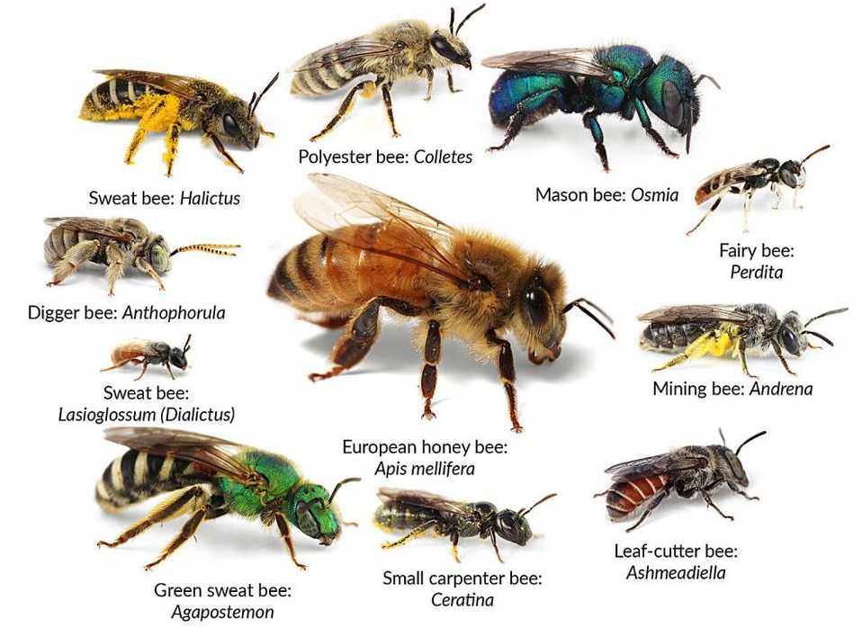 Карпатские пчелы — характеристика, возможности для разведения в средней полосе. | cельхозпортал