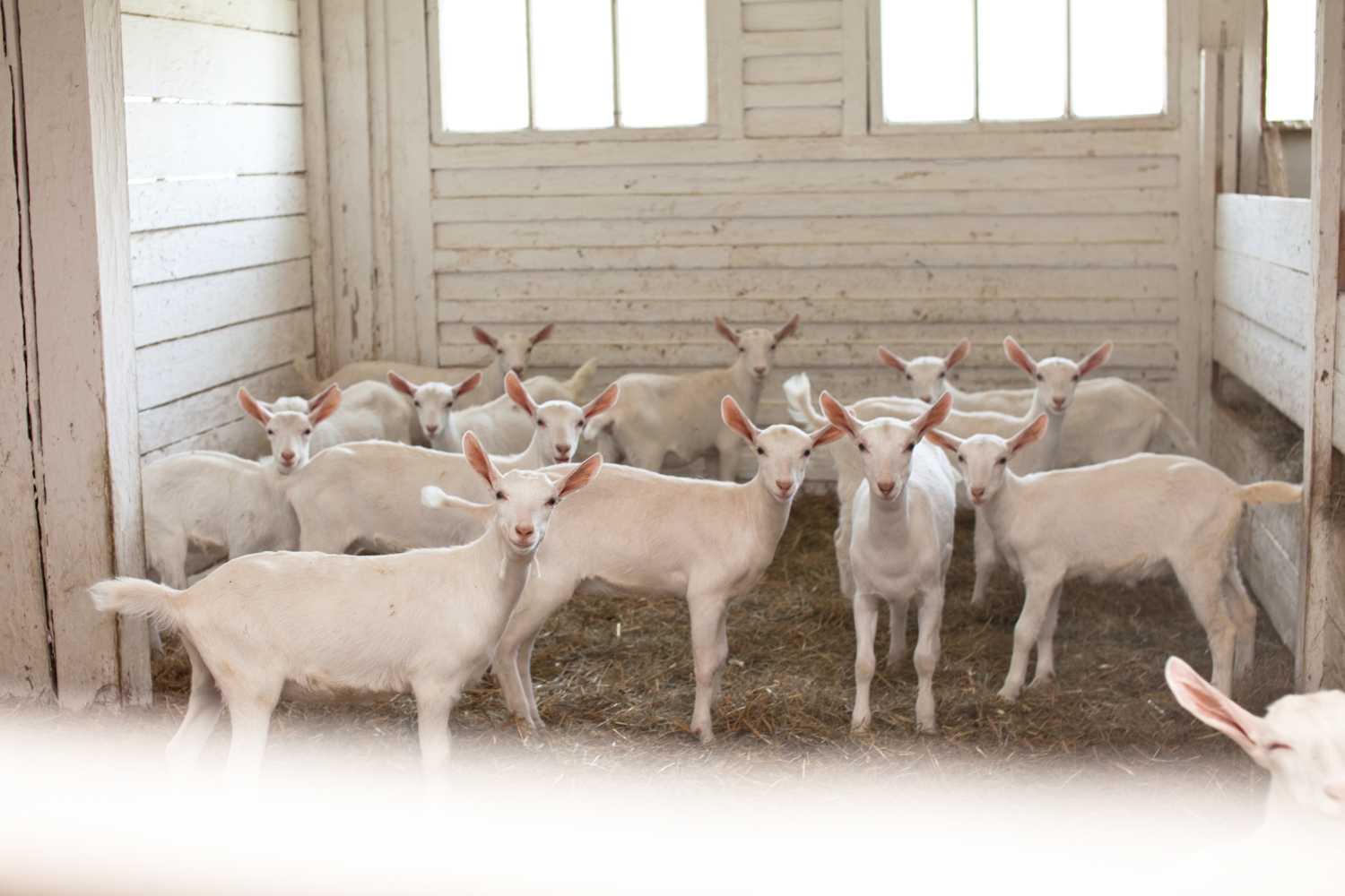 Правила содержания коз для начинающих, рекомендации по составлению рациона