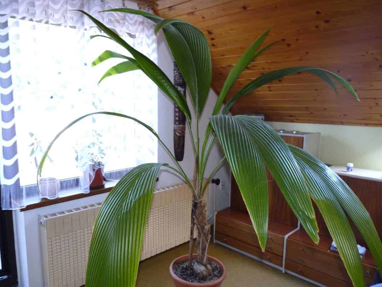 Чтобы вырастить кокосовую пальму, нужно знать особенности ухода за растением В статье Вы найдете подробные описания этапов выращивания и фото растения