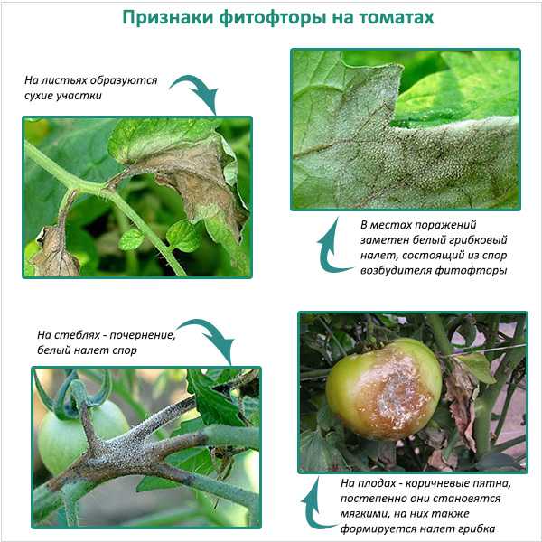 ᐉ чем обработать землю после фитофторы картофеля – средства - roza-zanoza.ru