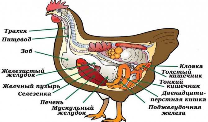 Как петух топчет курицу: описание процесса. если самец не оплодотворяет самок, несут ли они яйца