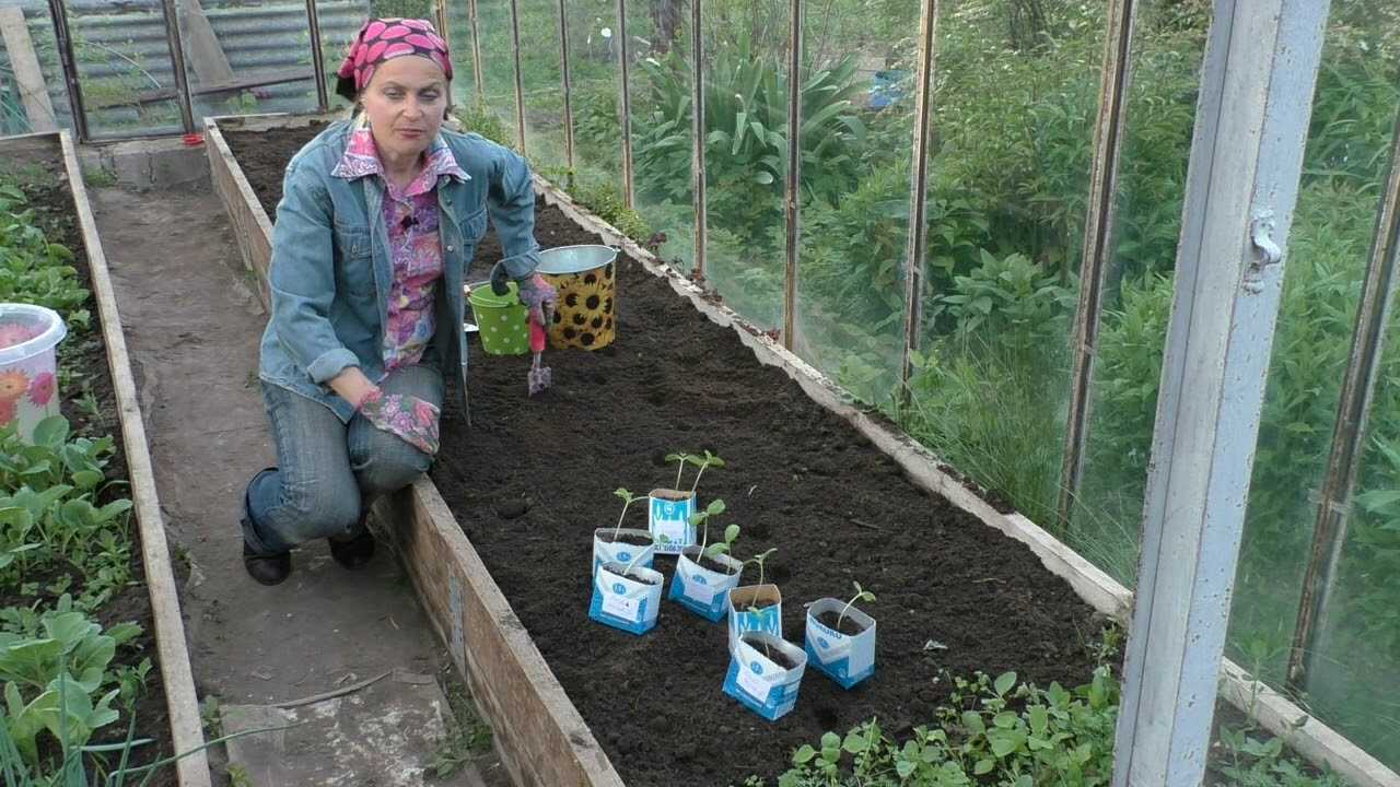Как посадить и вырастить арбуз в открытом грунте
