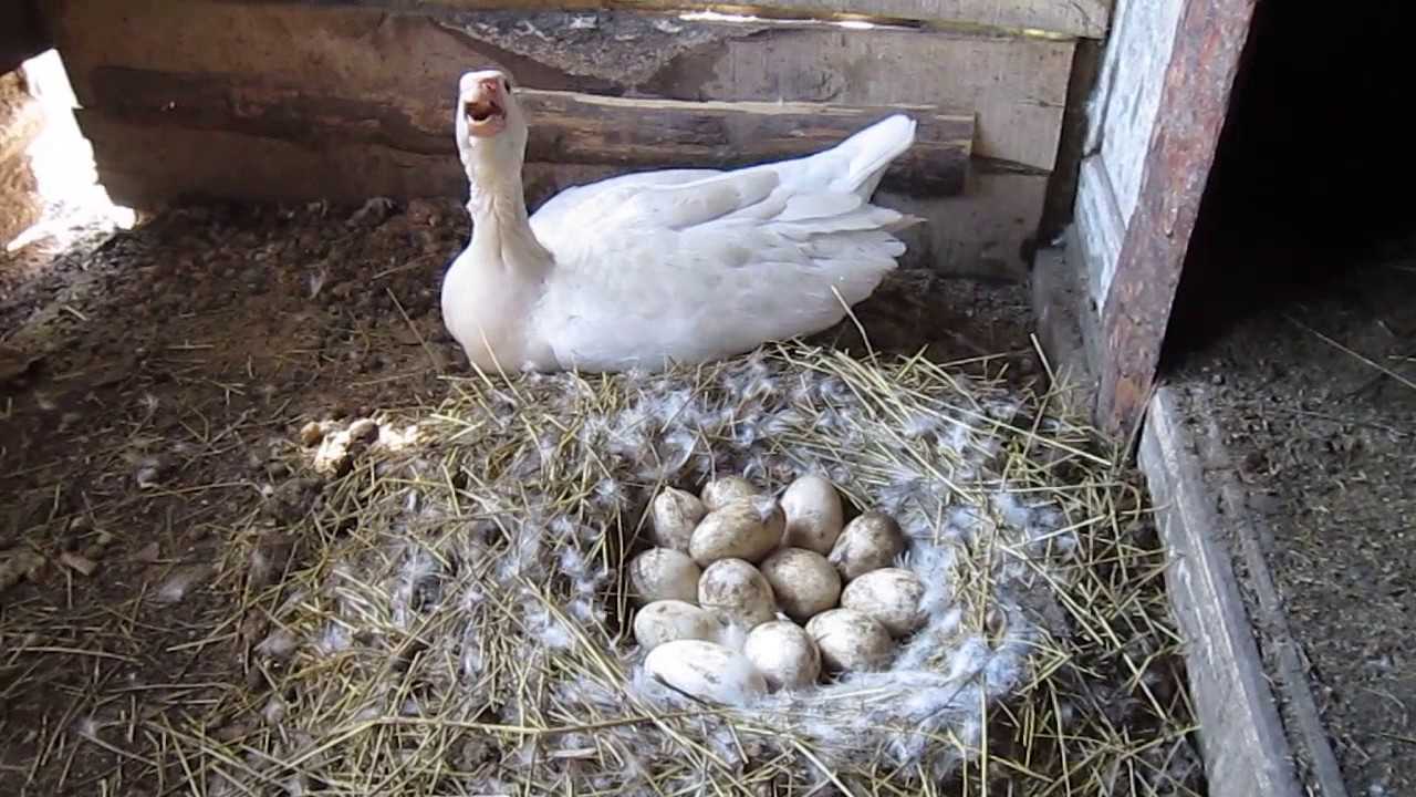 Как посадить гусыню на яйца в домашних условиях