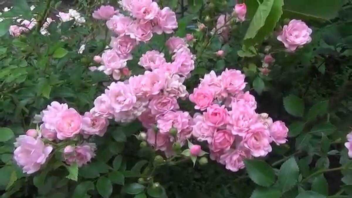 Как выращивать полиантовую розу фэйри (the fairy, feerie, perle rose). фото, рекомендации