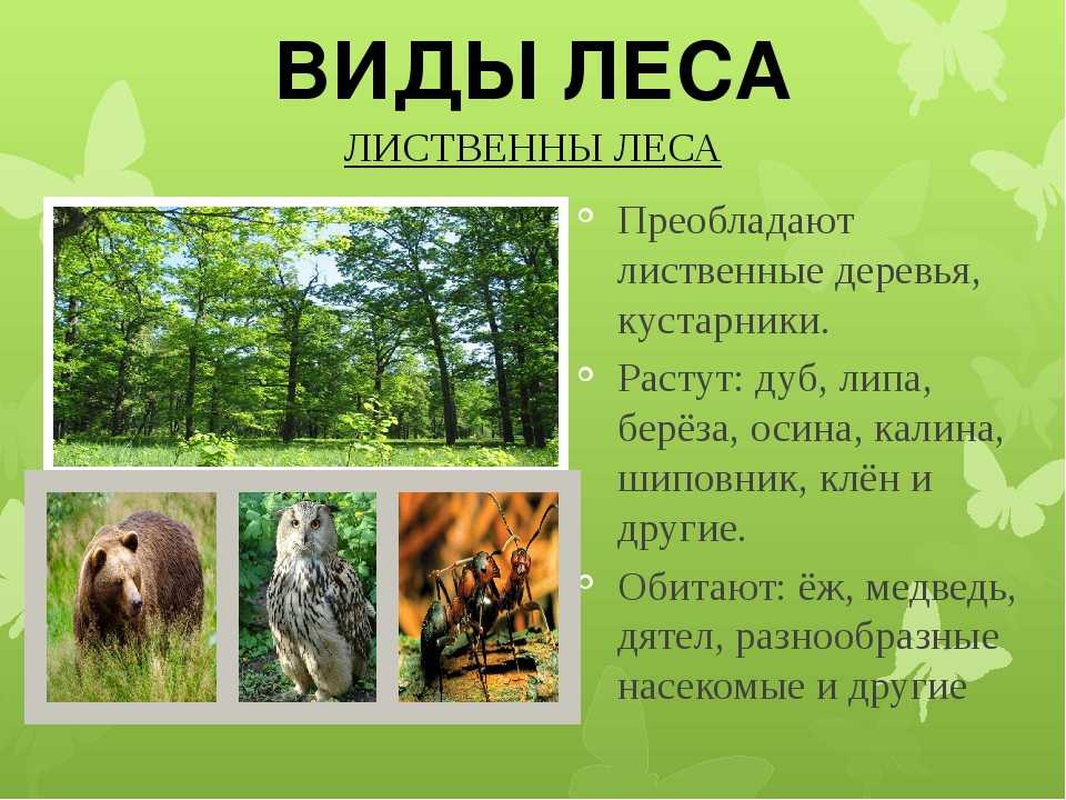 Лиственные леса россии и мира – виды, зона и климат