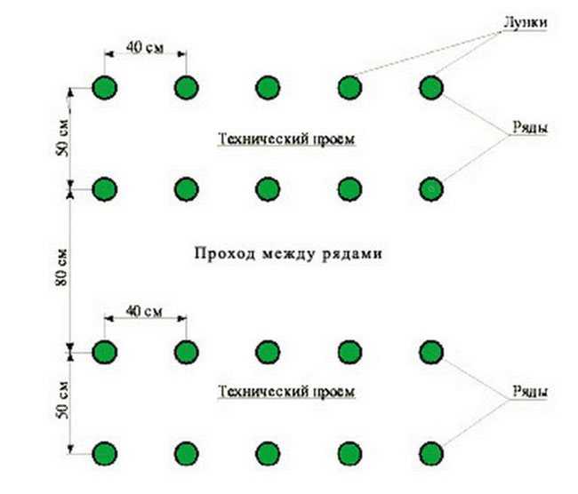 Схема посадки перца в теплице: расстояние между рядами и в ряду » eтеплица