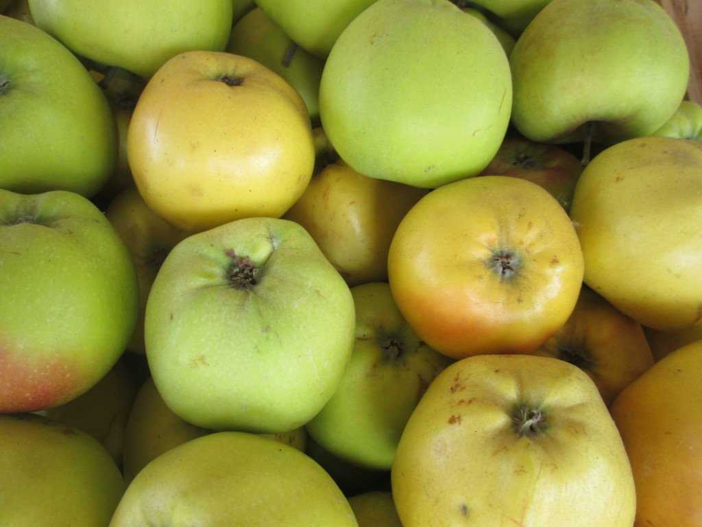 Описание сортов яблок для Беларуси Летние сорта Ранние зимние и осенние сорта Зимние и позднезимние сорта Отзывы садоводов