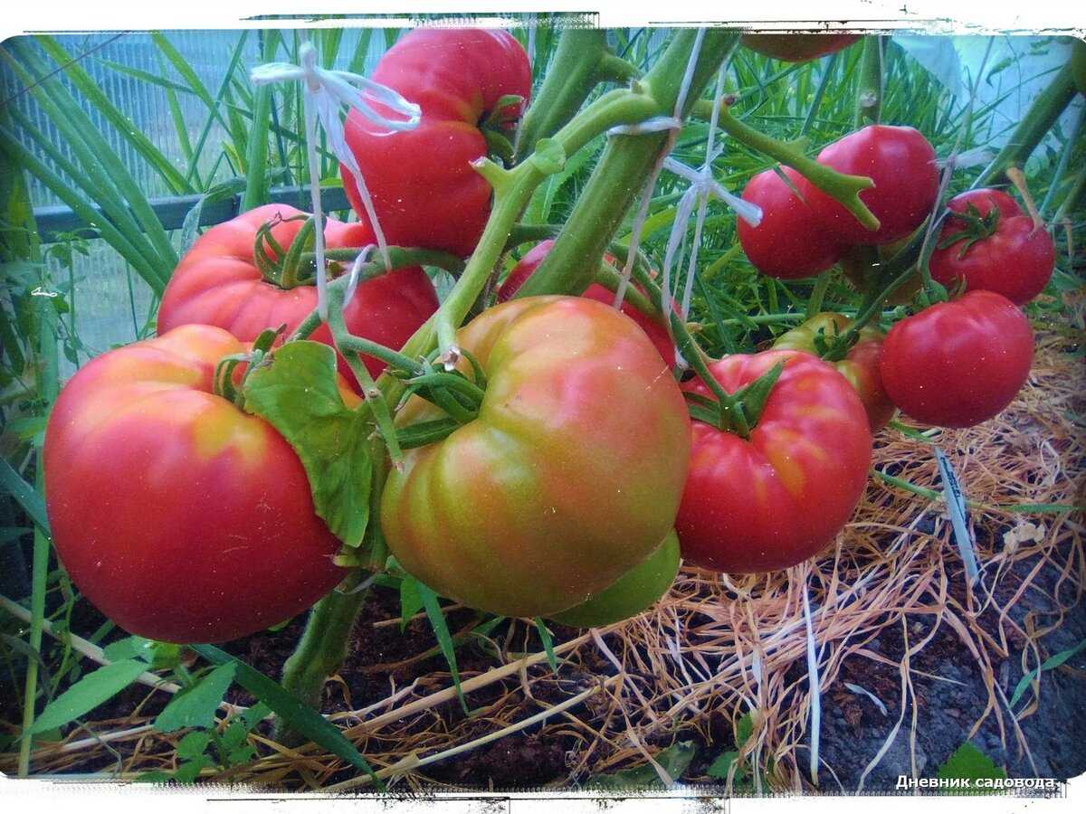 Лучшие сорта томатов для беларуси: для открытого грунта, для теплиц