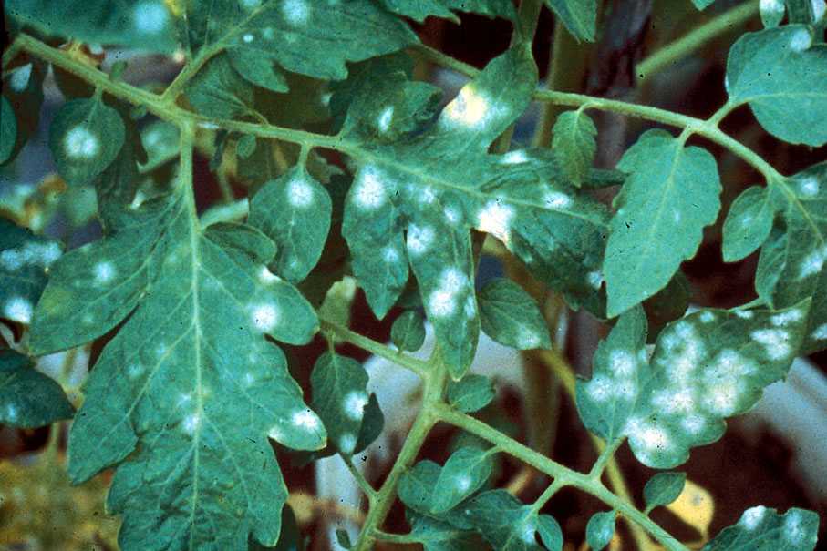Белые пятна на листьях рассады томатов: причины появления, способы лечения
