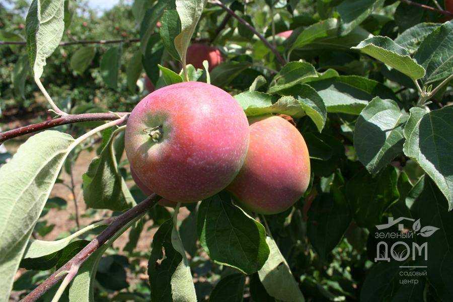 Описание сорта яблони надежное: фото яблок, важные характеристики, урожайность с дерева