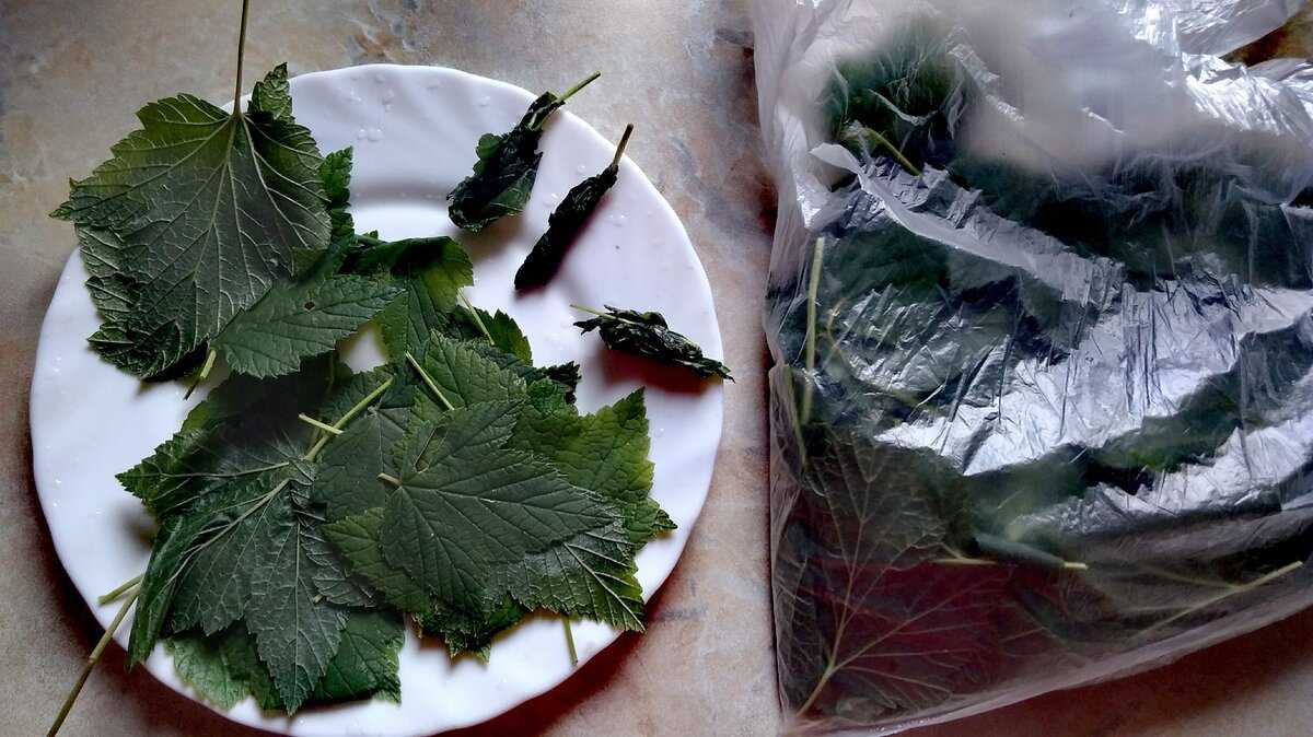 Когда собирают листья чёрной смородины или малины на чай Какими должны быть собранные листья Как довести сырьё до кондиции Стоит ли заниматься ферментацией