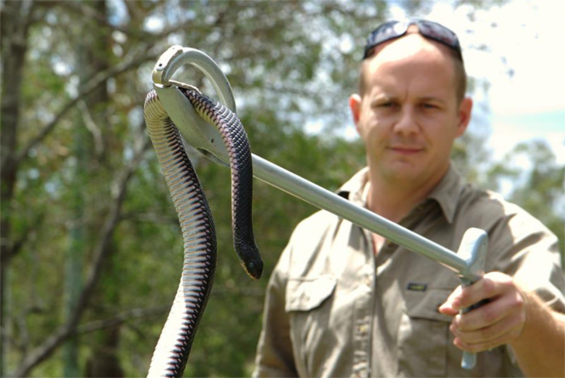10 способов отпугнуть или избавить свой участок от змей