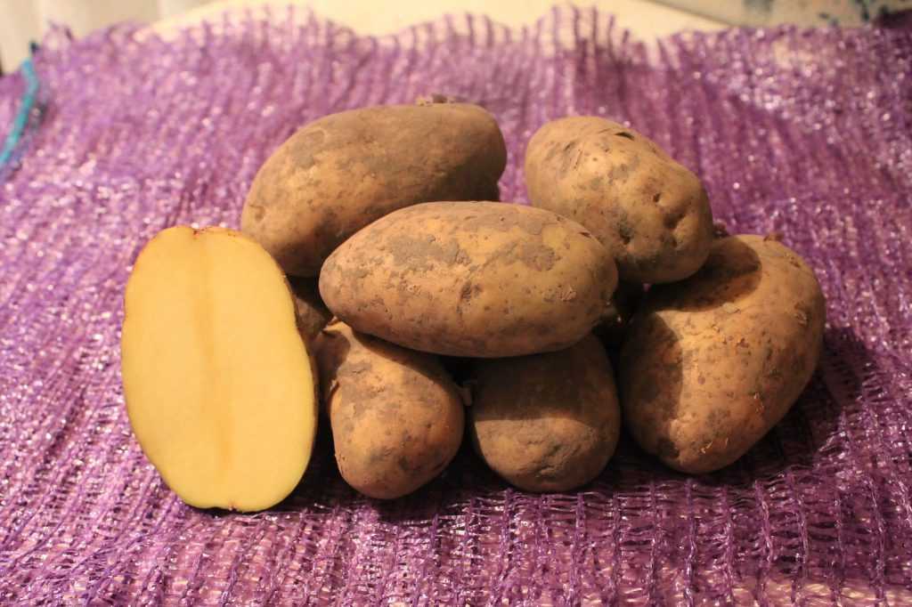 Сорт картофеля бернина характеристика отзывы. Семенной картофель Джувел. Сорт картофеля Джувел. Бронницкий сорт картофеля. Сорт картошки сиреневый туман.