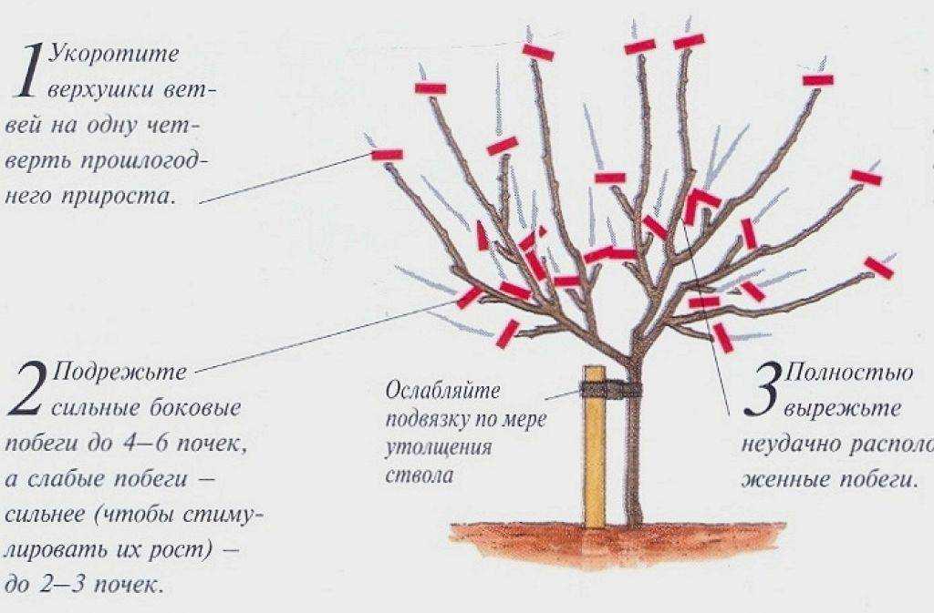 Синап орловский – яблоня, описание