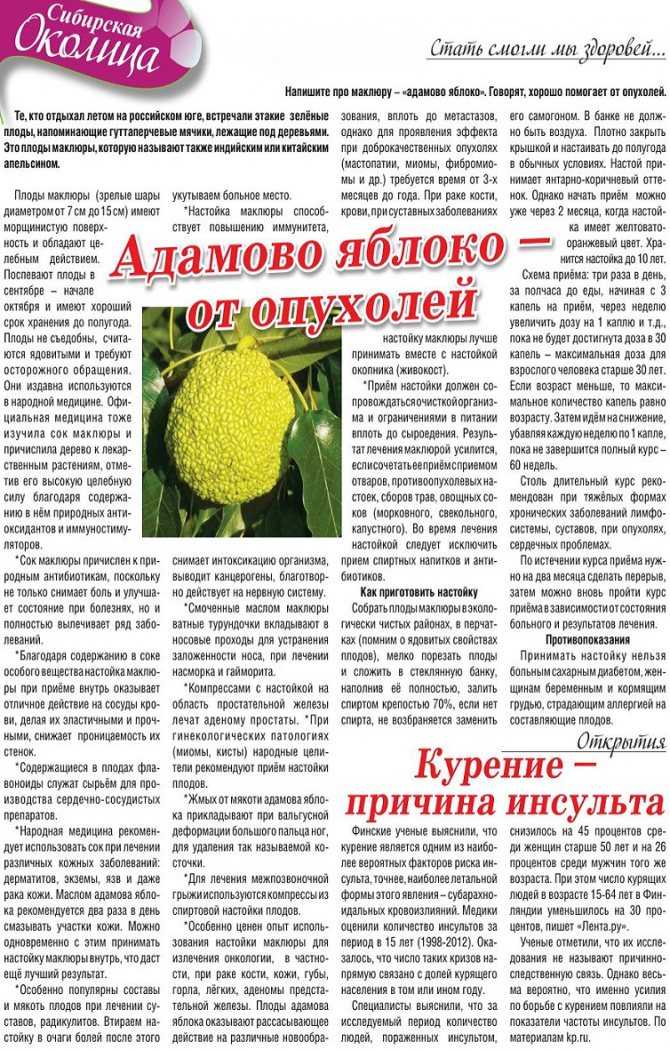 Маклюра, или адамово яблоко: свойства и применение | полезно (огород.ru)