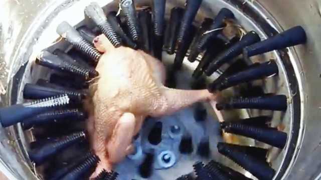 Перощипальная машина для гусей своими руками: пошаговая инструкция