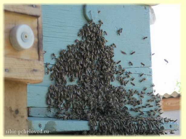 Как поймать рой пчел в ловушку и пересадить в улей