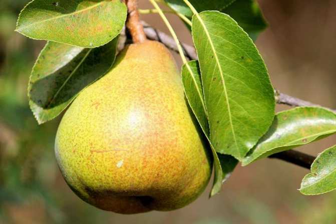 Груша грушелистная nashi pear: состав, польза, как едят