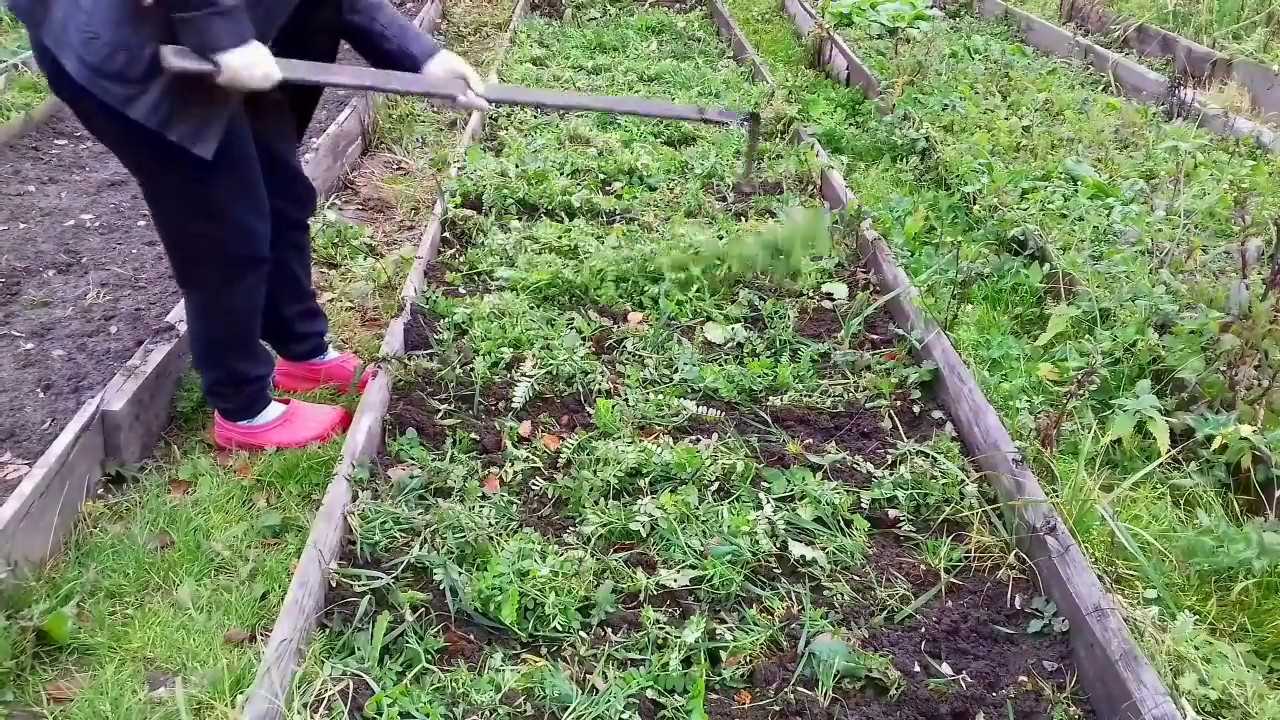Сидераты для огорода — что это такое, когда и как сеять