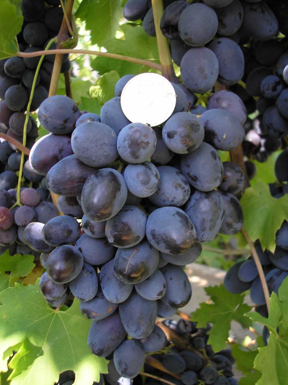 Оидиум винограда лечение народными средствами: меры борьбы и профилактика