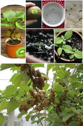 Плодовые комнатные растения: как вырастить плодово-ягодный сад в квартире