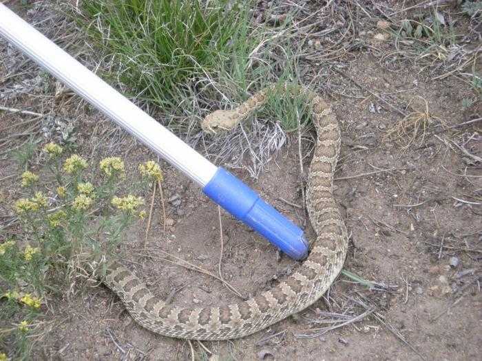 Как избавиться от змей на участке самый эффективный способ. методы борьбы со змеями | дачная жизнь
