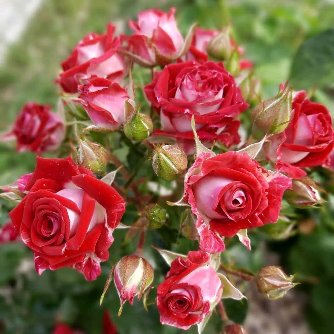 ✅ о сортах розы спрей: описание и характеристики, посадка, уход и выращивание